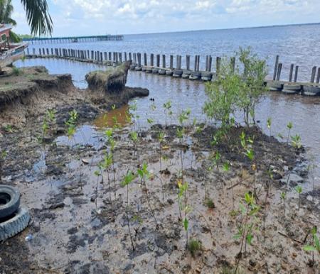 PT KPI RU II Dumai melalui program Serumpun Paman Bahari menginisiasi pembuatan dermaga, APO, dan penanaman mangrove (foto/riki)